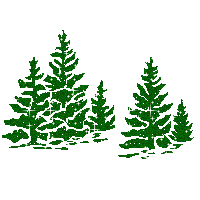 cay_thong__01 cay_thong__01